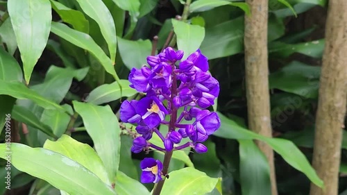 Purple Orchid in Bloom for Commercial Garden Use. Vibrant Orchid Flowering in Lush Greenery for Marketing. Beautiful Purple Orchid Ideal for Nature and Garden Ads
