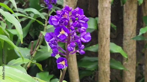 Stunning Purple Orchid Bloom for Commercial Garden Use. Exotic Orchid Flower with Vibrant Colors for Marketing. Close-Up of Purple Orchid Ideal for Garden and Floral Ads