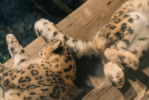 Snow Leopard standing in zoo in Leipzig in germany. Close up from head.