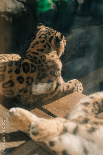 Snow Leopard standing in zoo in Leipzig in germany. Close up from head.