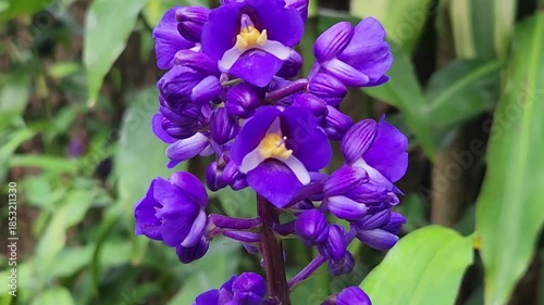 Purple Orchid Blooming Beauty for Commercial Use. Exotic Orchid Flower in Full Bloom – Perfect for Ads. Vibrant Purple Orchid Capturing Nature’s Charm. Stunning Orchid Close-Up