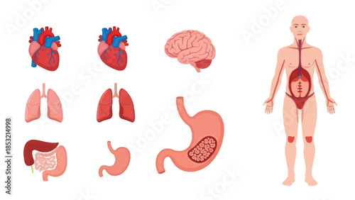 Human anatomy illustration internal organs and body diagram for education