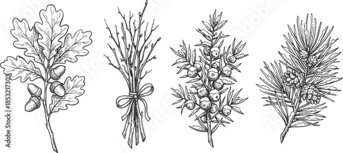 Hand drawn winter botanical elements vector illustration