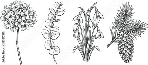 Hand drawn winter botanical elements vector illustration