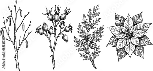 Hand drawn winter botanical elements vector illustration