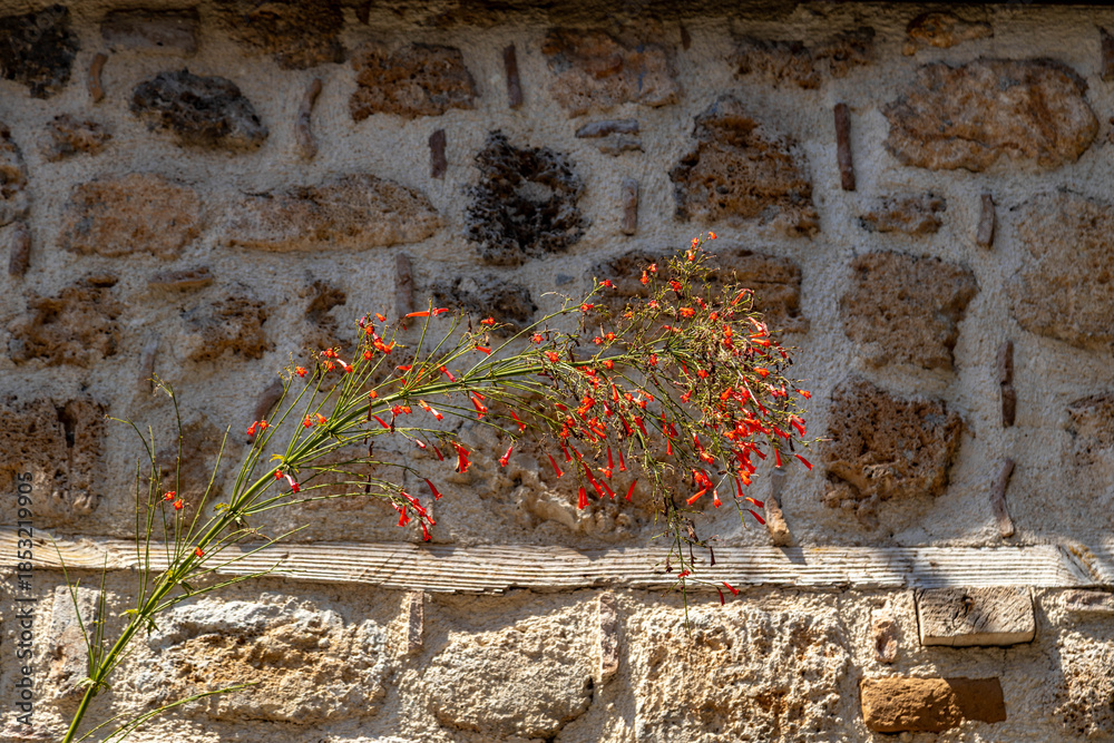 Naklejka premium Cascading firecracker plant (Russelia) with tubular red flowers on slender stems, sunlit against an old stone wall in historic Kaleici. Mediterranean, Antalya, Turkey.