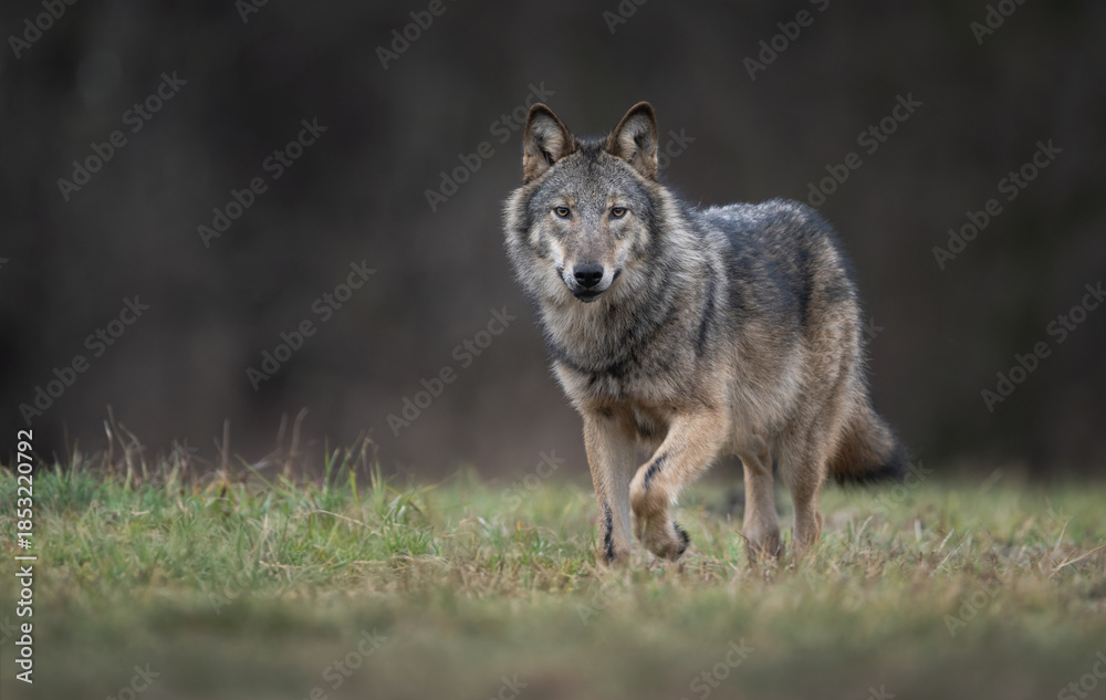 Obraz premium Grey wolf ( Canis lupus ) close up