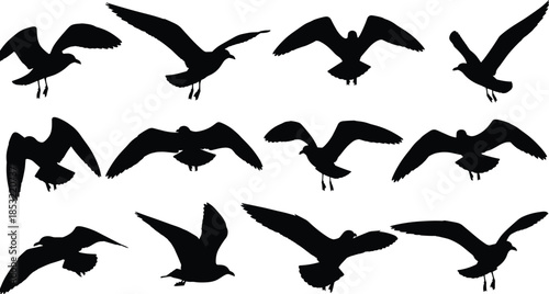 Flying bird silhouette set featuring twelve dynamic wing poses in black-and-white, ideal for nature design, motion studies, and vector art.