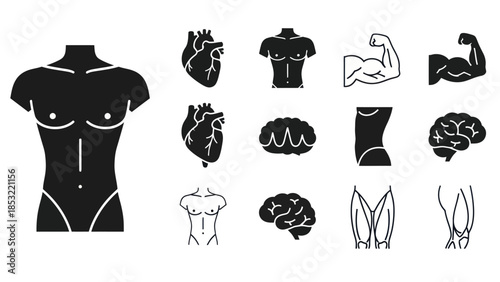 Human body anatomy illustrations heart brain muscles and silhouette forms