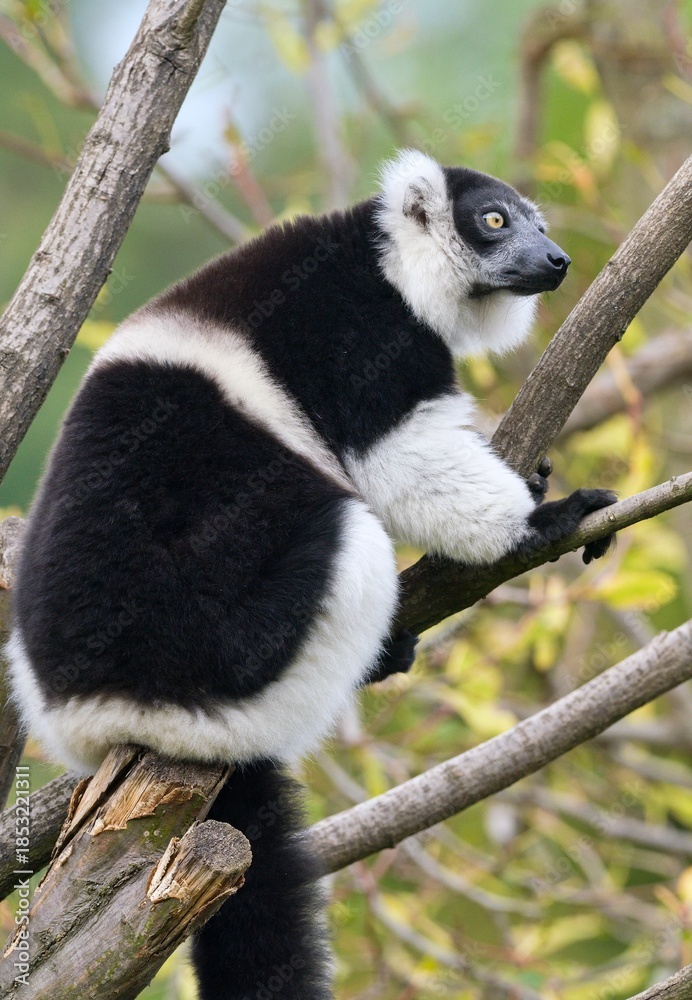 Fototapeta premium Black-and-white ruffed lemur