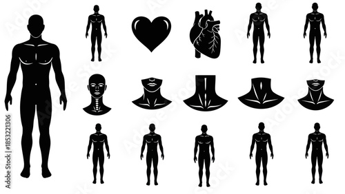Human body anatomy illustrations heart organs and silhouette figures