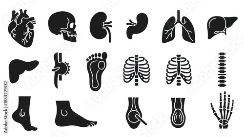 Human body anatomy illustrations heart skull organs bones and skeleton