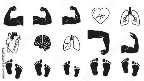 Human body parts and organs silhouette vector illustrations