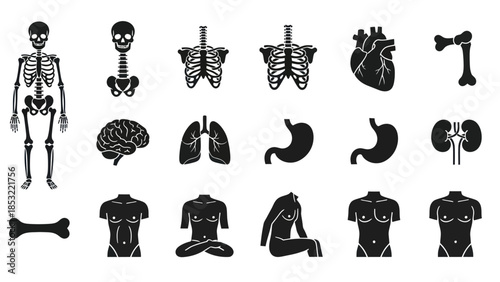 Human anatomy illustrations skeletal system organs and body silhouettes