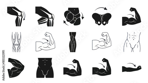 Human body parts and muscles vector illustrations for anatomy studies