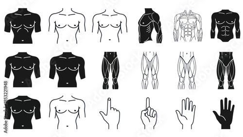 Human body anatomy illustrations muscular system diagrams and outlines