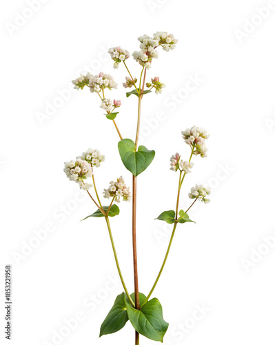 Buckwheat flower with clipping path isolated on transparent background