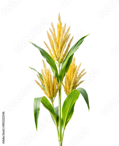 Corn tassel isolated on transparent background