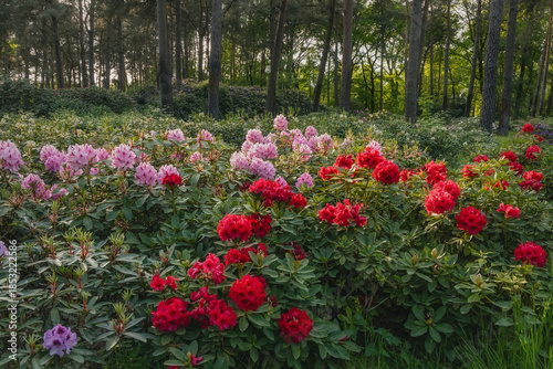 Rhododendron bushes in the forest, outdoor background