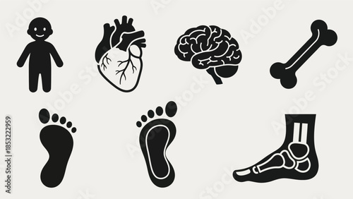 Human body parts silhouettes anatomical illustrations for educational concepts