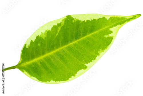 Fresh green leaf isolated on white background, symbolizing nature, ecology, growth, purity, and organic lifestyle concepts.
