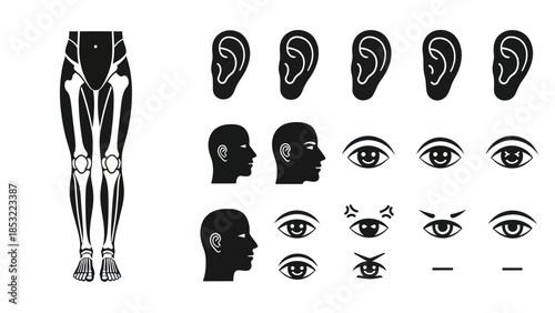 Human body anatomy illustrations skeletal muscular head and facial details