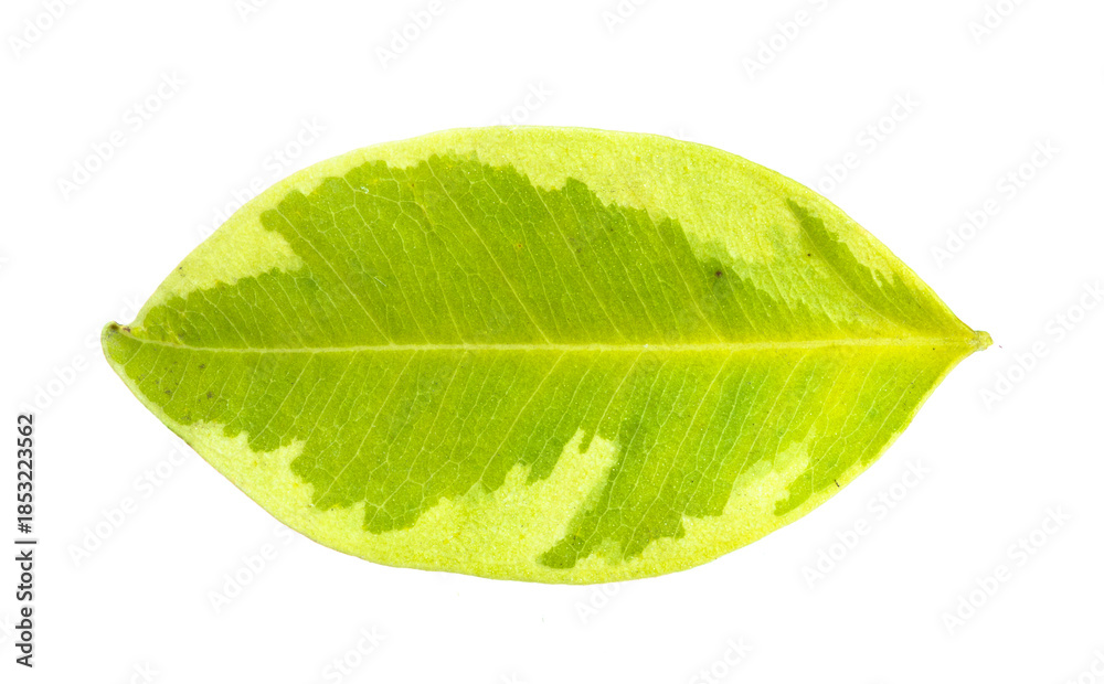 Fototapeta premium Single green leaf on white background representing natural freshness, environmental care, botanical beauty, and clean design.