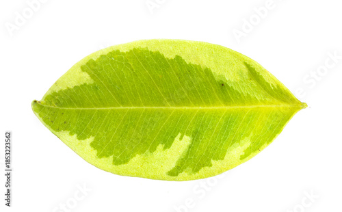 Single green leaf on white background representing natural freshness, environmental care, botanical beauty, and clean design.