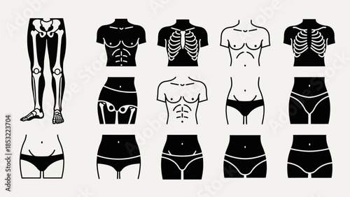Human body anatomy illustrations skeletal torso and lower body outlines