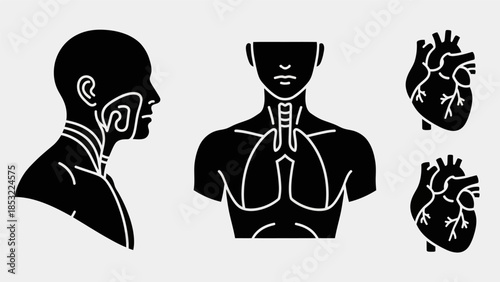 Human anatomy silhouettes medical illustrations of head torso and heart