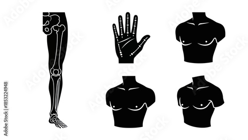 Human anatomy silhouettes skeletal leg hand and torso illustrations