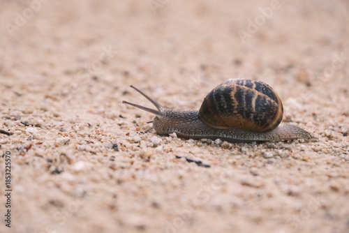 Escargot variété  -petit gris -