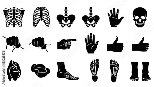 Human anatomy silhouettes skeletal structure bones and gestures in black
