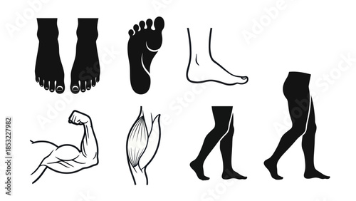 Human body parts silhouettes legs feet muscle anatomy vector graphics