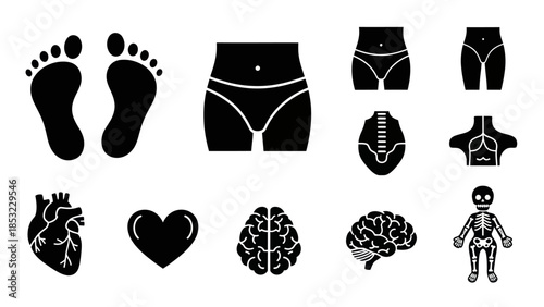 Human body parts silhouettes vector illustrations for medical educational concepts