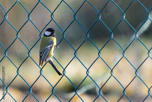 Great Tit Perched on Chain Link Fence with Soft Natural Background