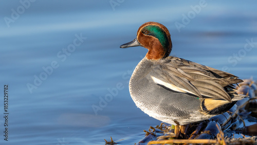 Schilderij op canvas Eurasian Teal