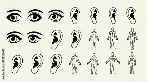 Human body parts vector illustration eyes ears and anatomical figures