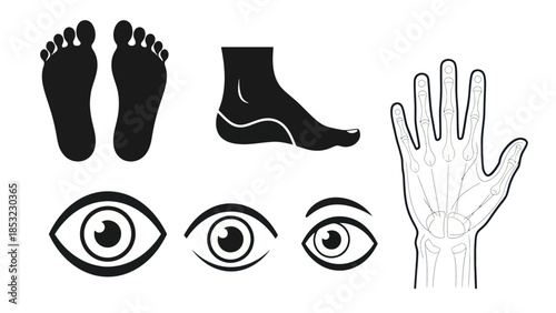 Human body parts vector illustrations foot eye and hand anatomical diagrams