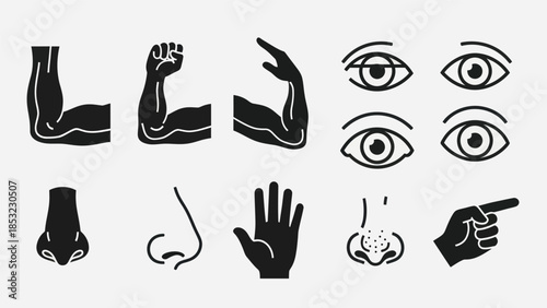 Human body parts vector illustrations for educational and design projects