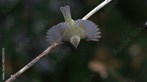 Common Chiffchaff