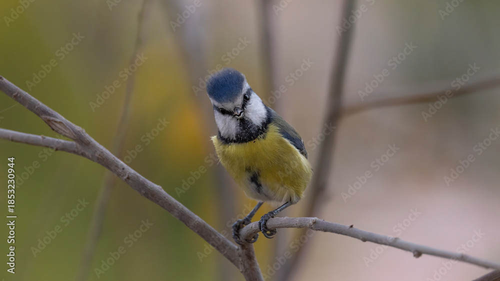 Obraz premium blue tit on branch