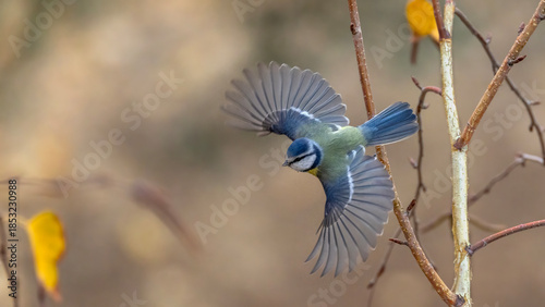 blue tit on branch