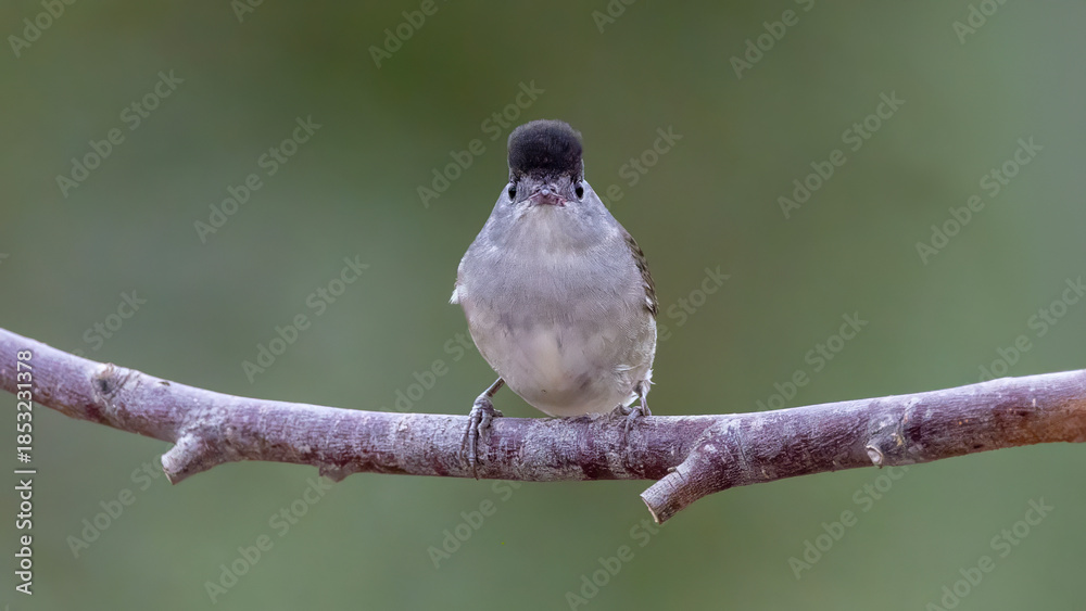 Fototapeta premium Male Eurasian Blackcap
