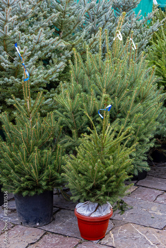 Green natural Christmas trees growing from pot jars sold outside on market