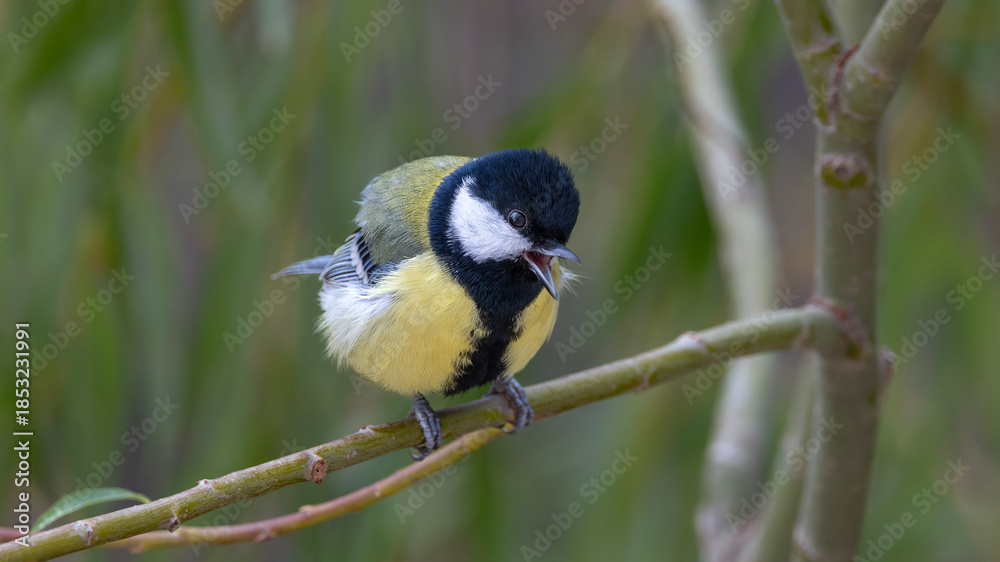 Obraz premium great tit parus major