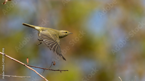 Tableau sur toile Chiff chaff in flight.