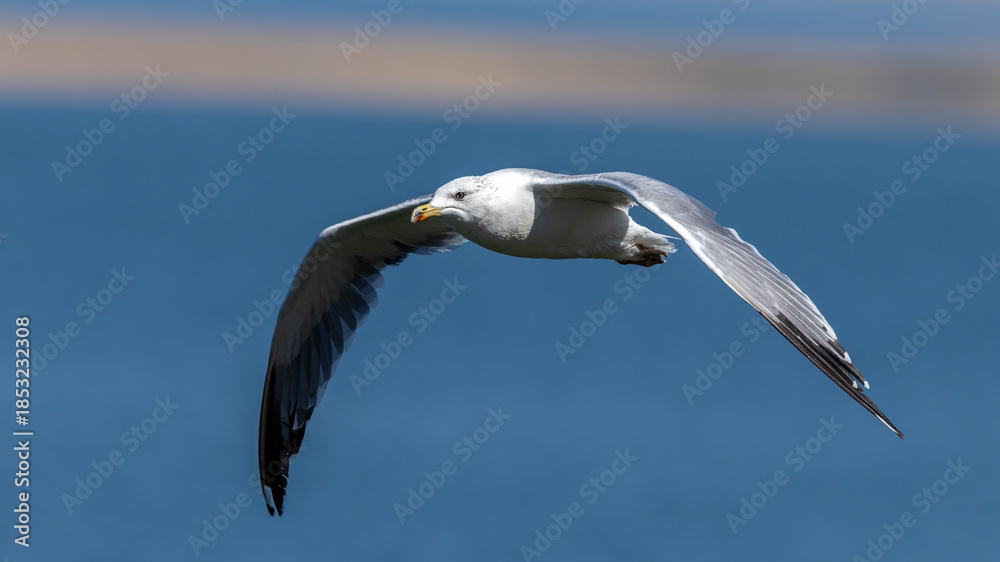 Obraz premium Gull captured in flight