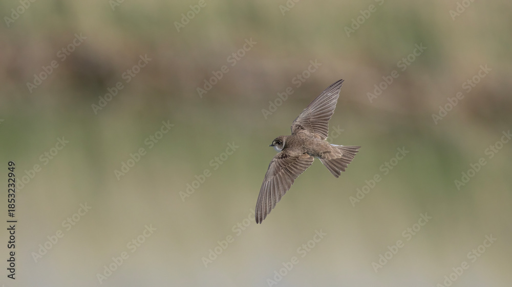 Obraz premium Sand Martin flying.