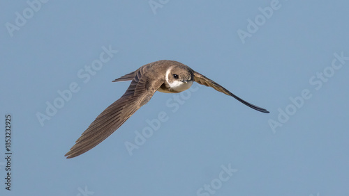 Sand Martin flying.